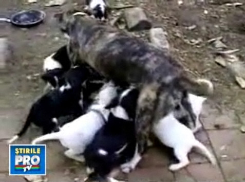 O mama disperata: are 12 guri de hranit!