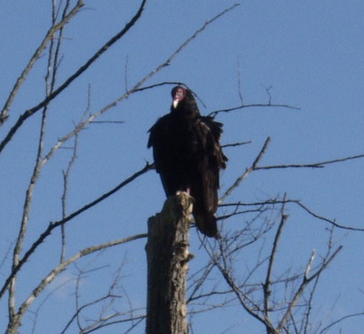 Inaripatele, pericolul numarul unu pe aeroporturile din Romania!
