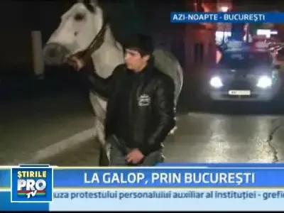 Spectacol periculos: cal de rasa, liber pe strazile Capitalei!