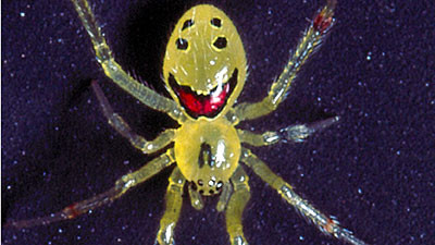 Arahnofobia se trateaza cu paianjeni!