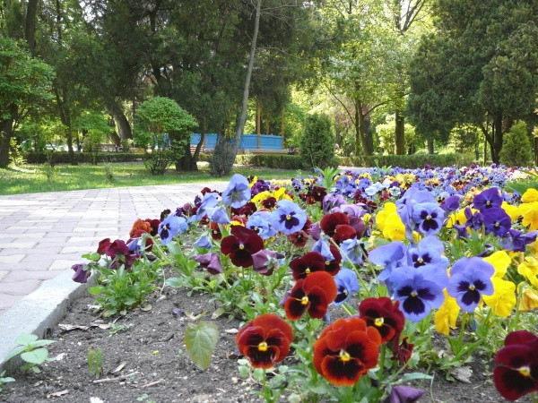 In Romania se fura orice! Pana si florile din ronduri si din parcuri!