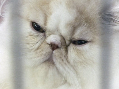 A cazut in gol 26 de etaje, dar mai are inca 8 vieti!