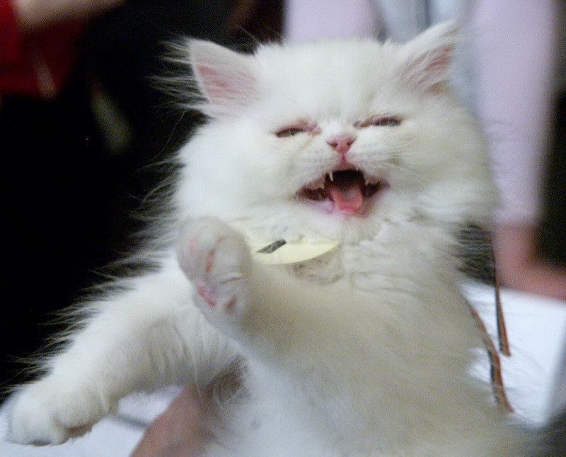 Motanul Zorro a scapat cu bine, dupa o aventura in masina de spalat!