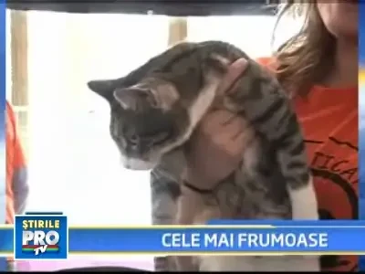 Vezi aici cele mai frumoase pisici!