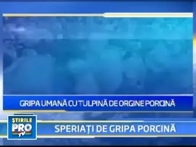 Gripa porcina nu se ia prin consumul de carne de porc!