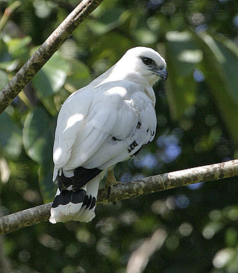 Pui de soim nascuti in mijlocul aglomeratiei din Roma!