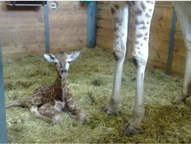 Violetta, puiul de girafa care a uimit o lume intreaga!