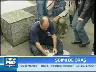 Pui de soim nascuti in mijlocul aglomeratiei din Roma!