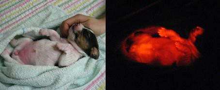 Parosi, frumosi si... fosforescenti! Ghici ce sunt!