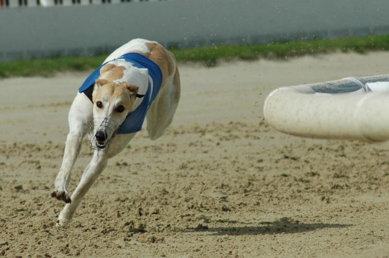 Cadou de Craciun pentru cei mai greu incercati caini din lume
