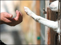 Criza economica lasa animalele de companie fara stapan