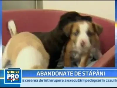 Criza economica lasa animalele de companie fara stapan
