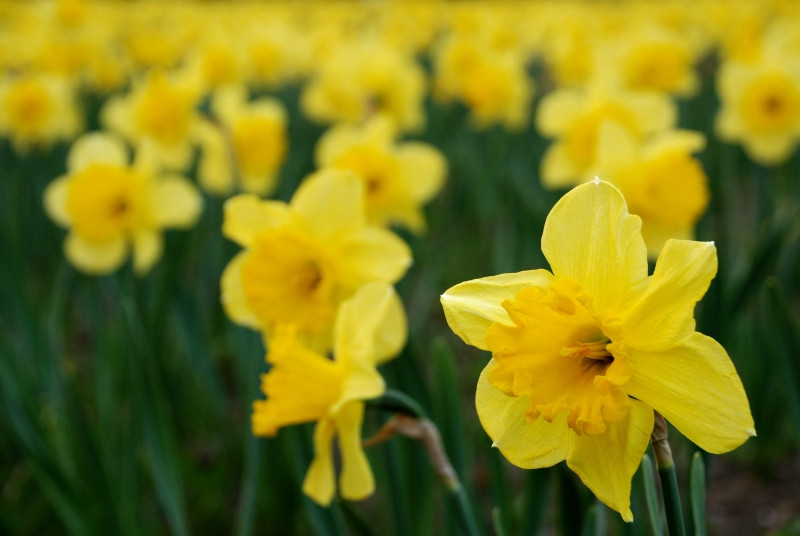 Narcisele pot incetini evolutia maladiei Alzheimer