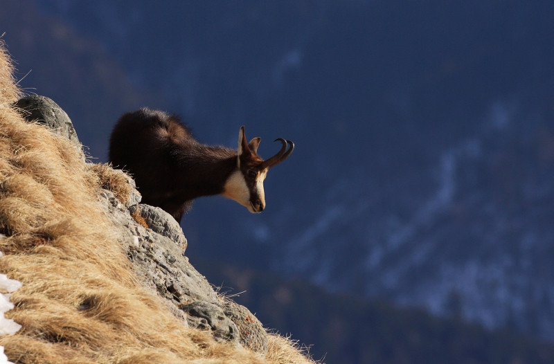 Heidi, pui de capra neagra, membru al echipei de salvamontisti Busteni!