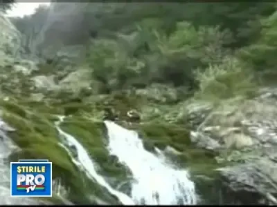 Heidi, un pui de capra neagra, s-a atasat de salvamontistii din Busteni