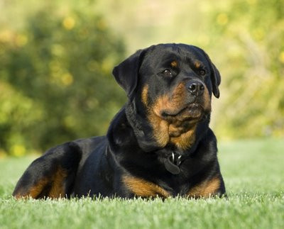 Risca sa ramana mutilata! O fetita de 10 ani, muscata de un rotweiller