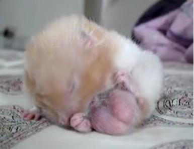 Un hamster sta pe "oua"!