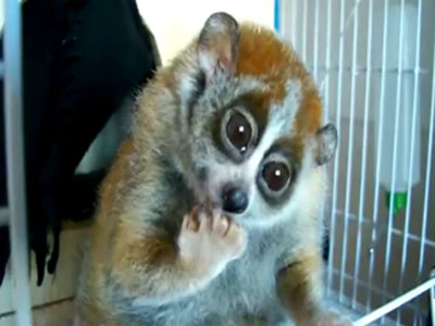 4 lemuri si 3 suricate, noile vedete de la Zoo Baneasa