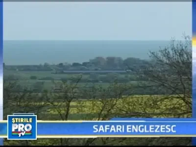 Safari in savana... britanica!