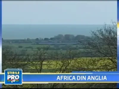 Safari in savana... britanica!