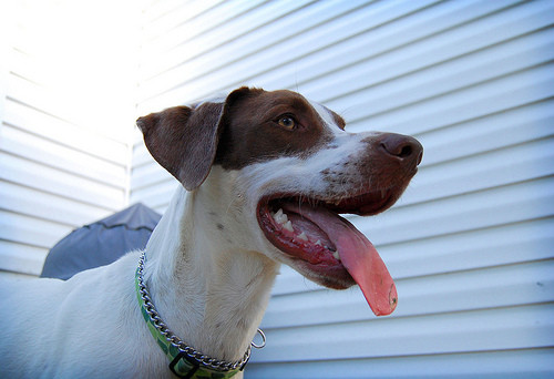 Regasire incredibila in Texas! Un catel pierdut de 11 ani s-a intors acasa