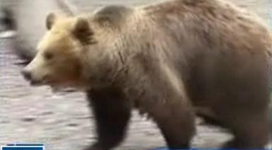 Ursoaica "ucigasa" a recidivat: a sfasiat acum patru porci si o oaie