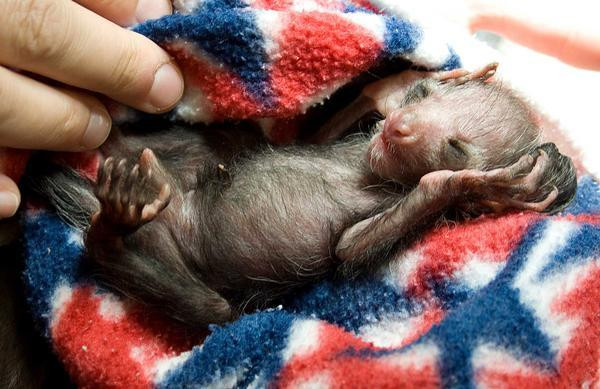 Aye-aye! Nastere-eveniment la gradina zoologica din Denver!