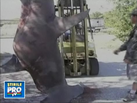 Rechin urias capturat in apele Floridei! VEZI VIDEO