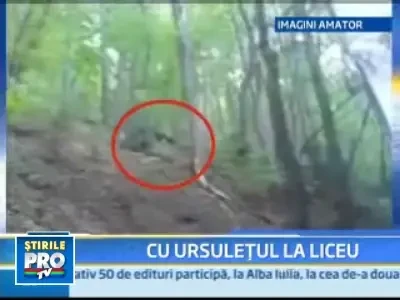 O ursoaica si puiul ei, "elevi" de o zi la un liceu din Brasov!