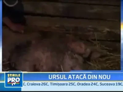 Ursoaica "ucigasa" a recidivat: a sfasiat acum patru porci si o oaie
