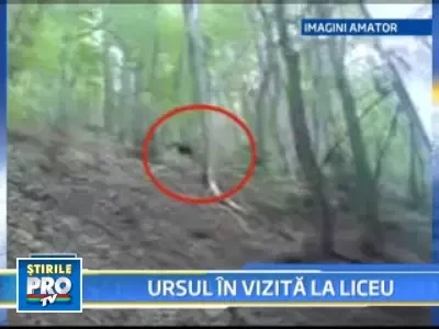 O ursoaica si puiul ei, "elevi" de o zi la un liceu din Brasov!