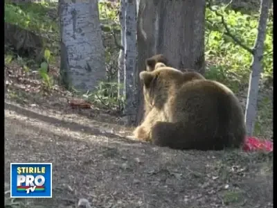 Ursoaica si puiul ei, la plimbare pe potecile turistice din Bucegi!