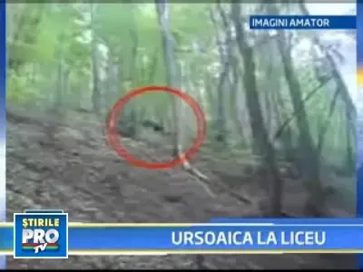 Ursoaica si puiul, la plimbare pe potecile turistice din Bucegi!