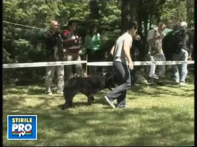 Care e cel mai frumos, cel mai destept sau cel mai pufos catelus din tara?