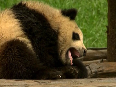 Moment emotionant la gradina zoologica din Washington
