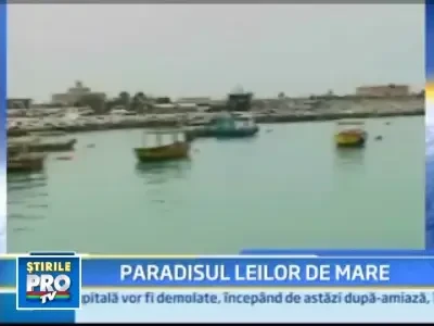 Poftiti la inot alaturi de sute de lei de mare!