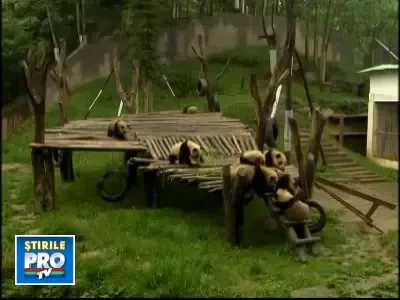 ATENTIE: caderi de ursi panda! Vezi un video ADORABIL!