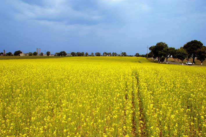 Afacere de criza: rapita castiga teren in fata plantelor traditionale
