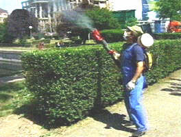 In Alba Iulia a inceput lupta impotriva capuselor