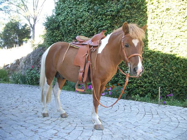 Pupaturi de la ponei, tratament modern la psiholog!