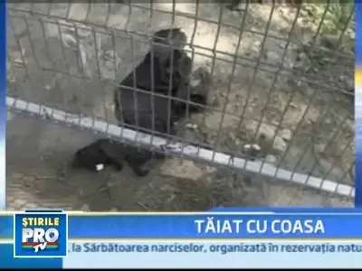 Razbunare fara limite! Taiat cu coasa in plina strada!