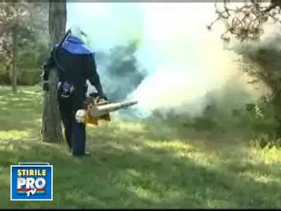 Firmele de dezinsectie au inceput lupta... cu tantarii!