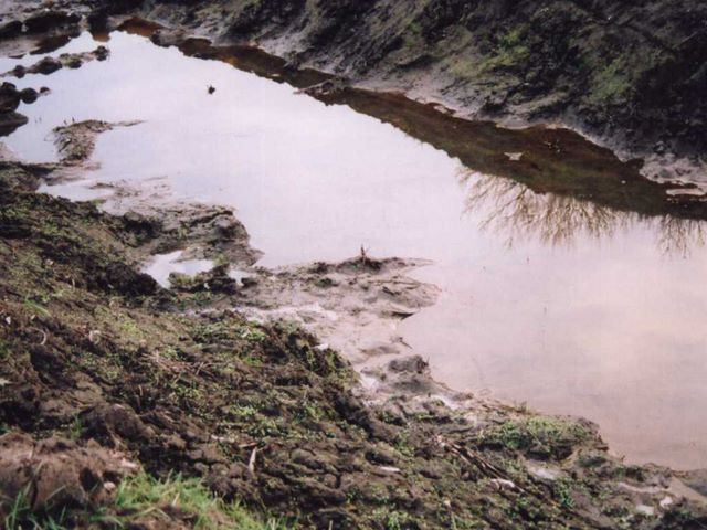 Mlastina cu reziduuri petroliere in Ploiesti! Cosmar ecologic!