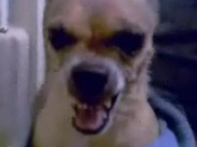 "Catelul-motoreta"! Vezi cum se da in spectacol dupa baie!