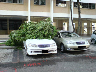 Atentie, cad copaci! Patru masini avariate la Constanta si Timisoara