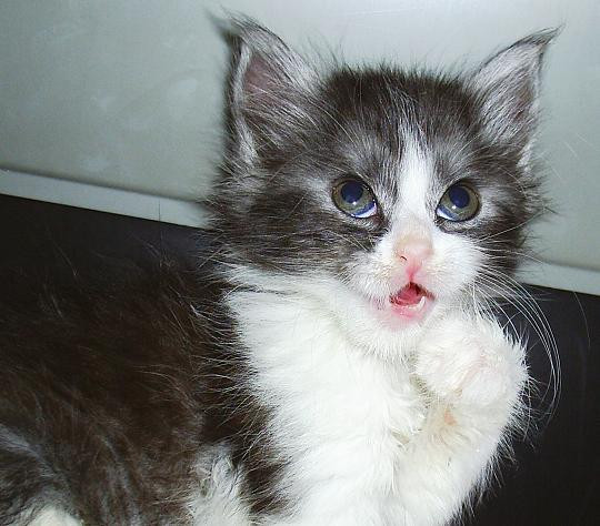 Operatiunea "Pisoiul"! Pompierii s-au ridicat la inaltimea asteptarilor