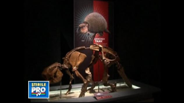 Cele mai uimitoare mamifere. Vezi VIDEO