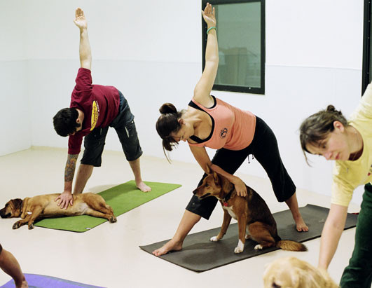 S-a inventat Dog Yoga! O activitate dedicata EXCLUSIV stapanilor