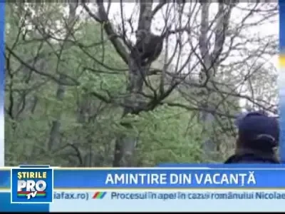 "Cersetorii" cu blana din Sinaia, ies din nou la sosea!