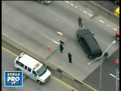 Un catel a dat circulatia peste cap pentru a-si salva prietenul!